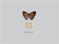 藏品(雅波灰蝶)的圖片